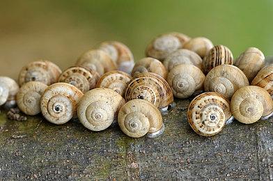 《龙腾世纪：影障守护者》在Steam上启动无需登陆EA App