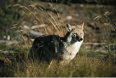 KK官方对战平台 老兵集结令，来测测你的魔兽本命英雄！